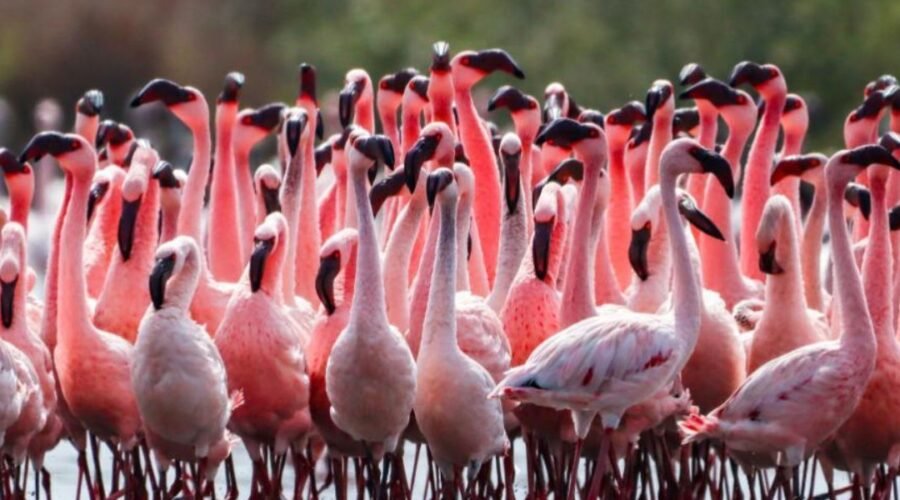 Why Navi Mumbai is Known as Flamingo City?